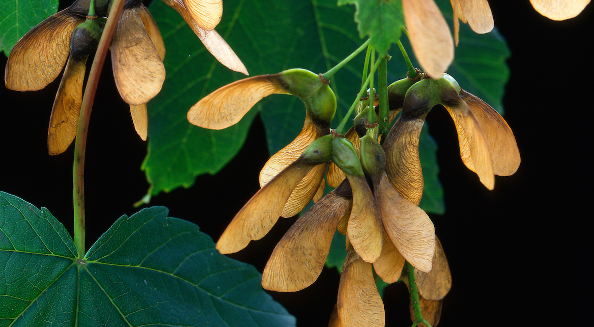 Atypical Myopathy in Horses Image