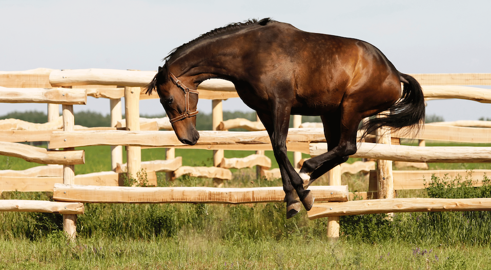 Does My Horse Need a Magnesium Supplement? Image