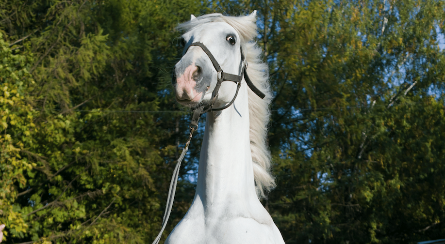 Stress and Spooking in Horses - Causes and Ways to Manage It Image