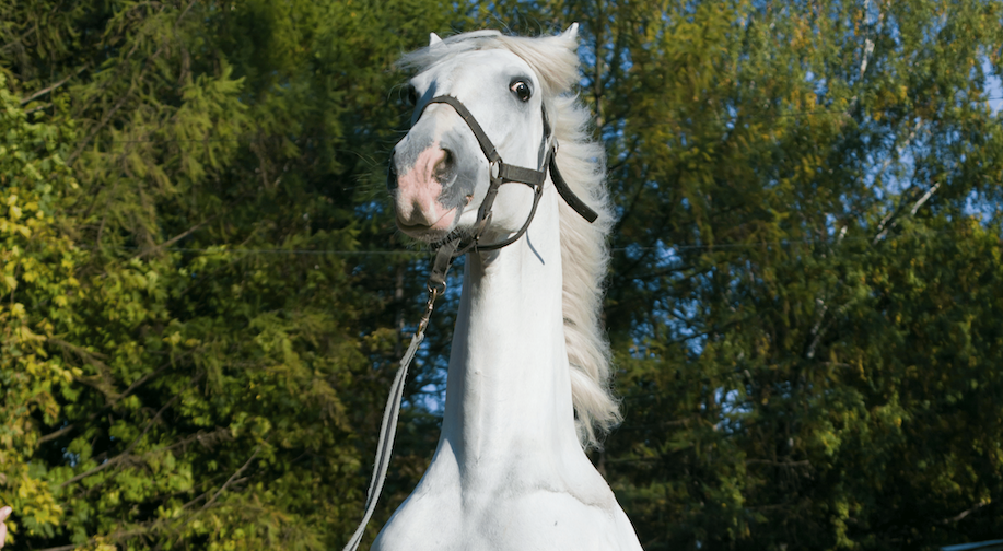 Stress and Spooking in Horses - Causes and Ways to Manage It