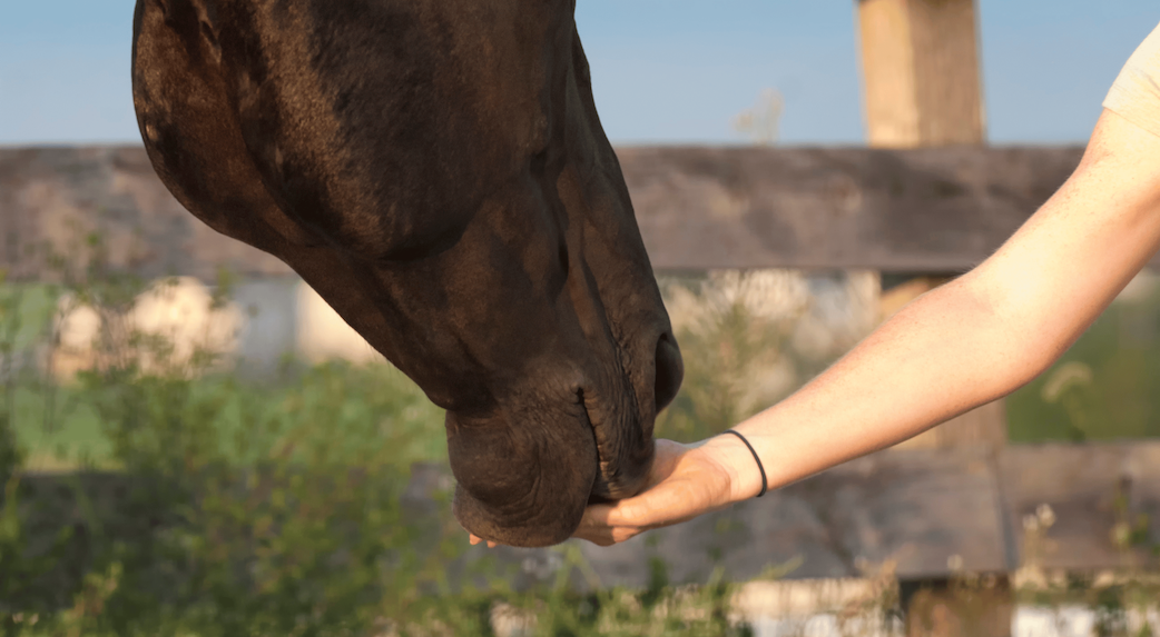 Healthy Horse Treats Recipe Image