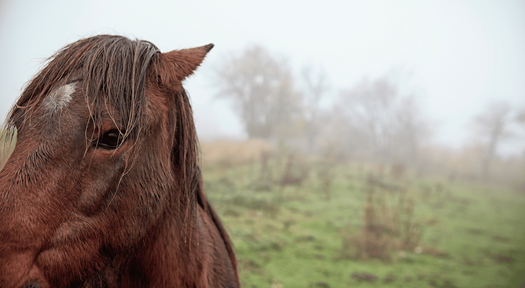 What is Rain Rot? Image
