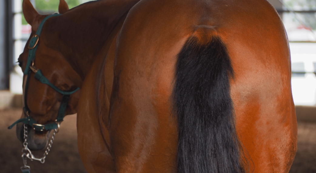 Equine Faecal Water Syndrome Image