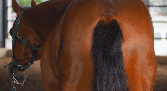 Equine Faecal Water Syndrome