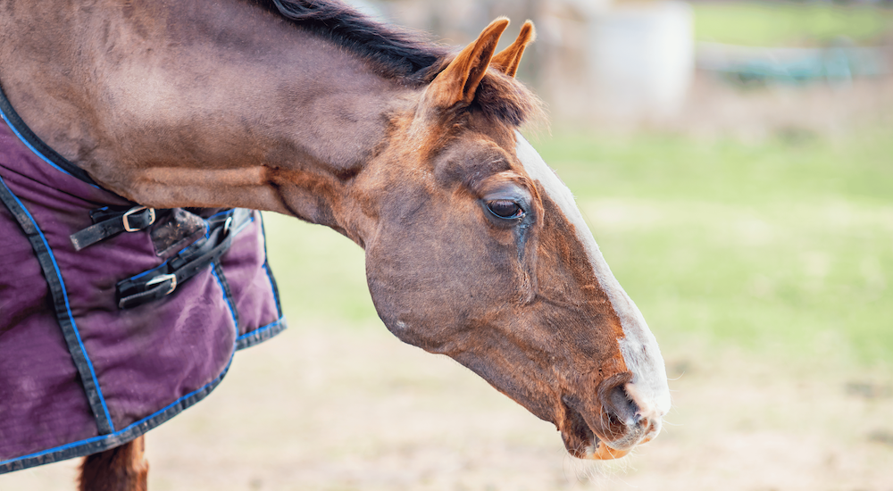 Preventing & Managing Equine Influenza Image