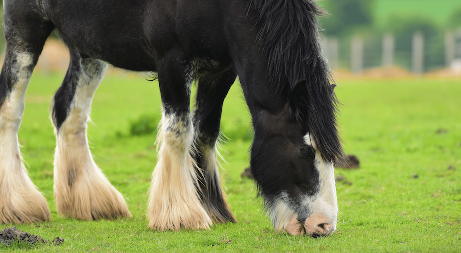 What is Chronic Progressive Lymphedema?