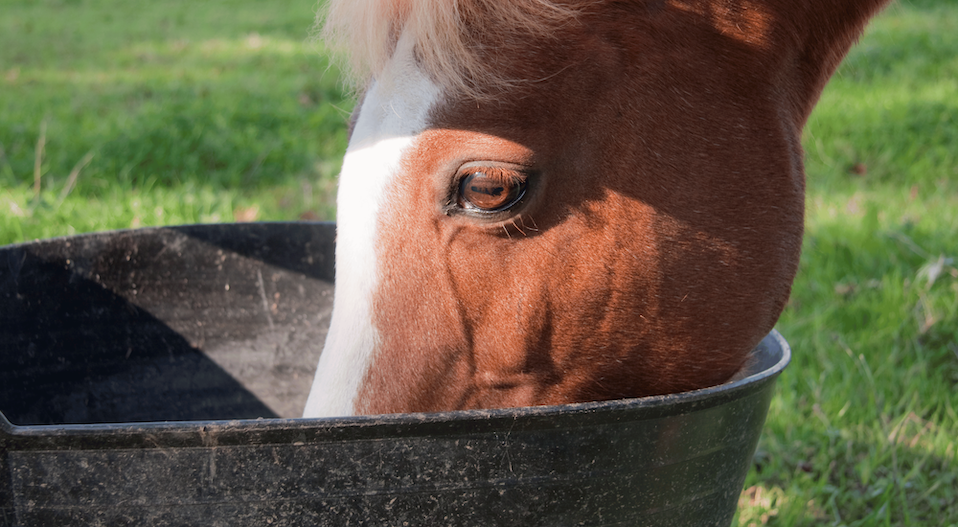 How to get a horse to eat supplements Image