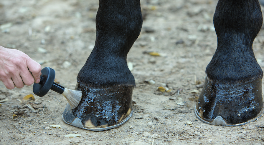 The Importance of Hoof Care Image