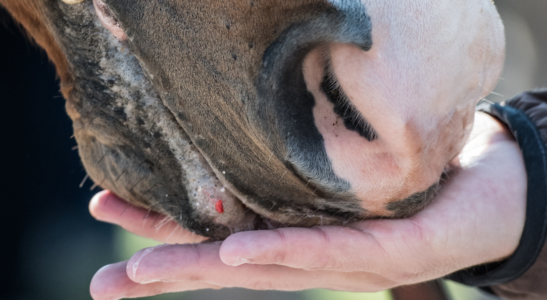 The Truth About Calming Treats Image