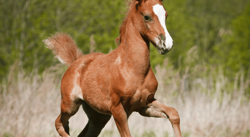 OCD in Horses Image