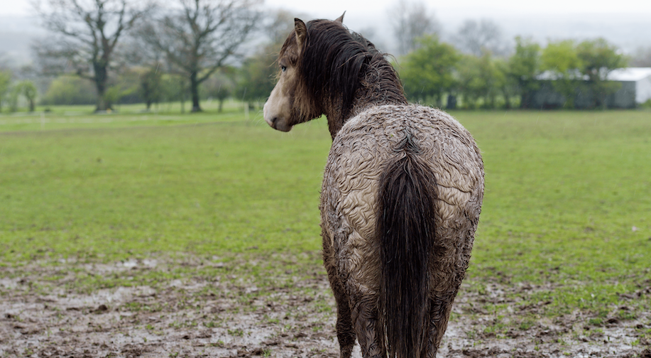 Mud Fever: Everything you need to know
