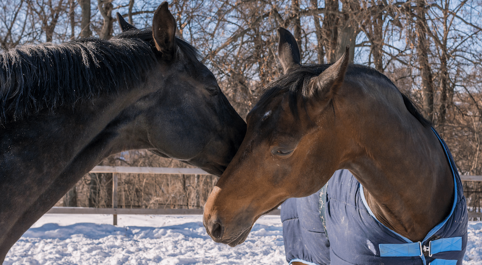 Winter Tips for Horse Owners Image