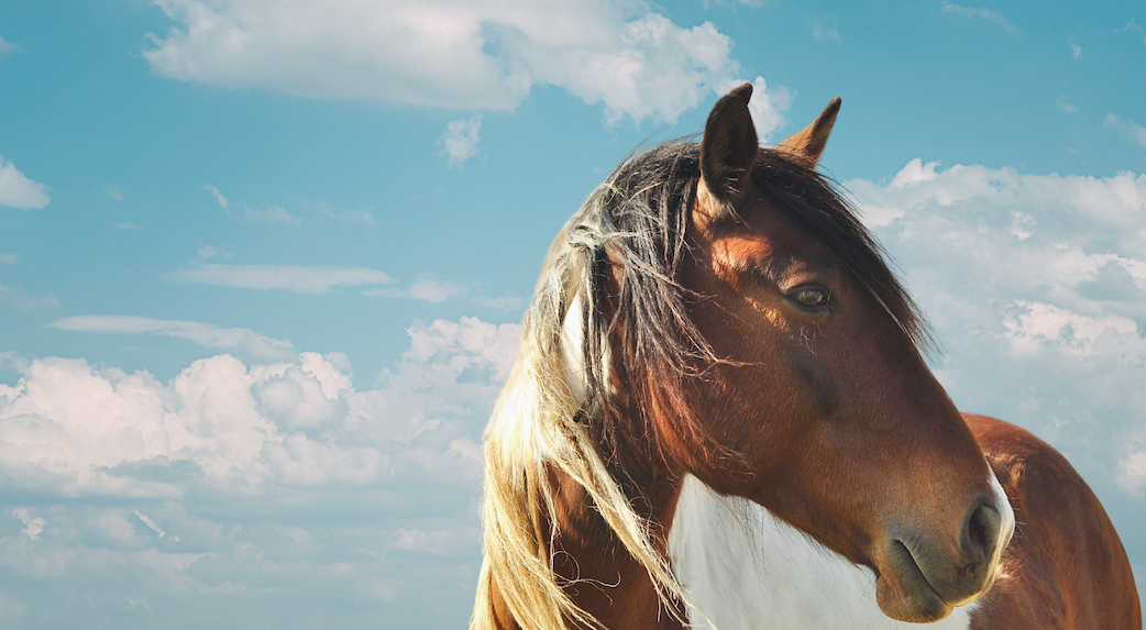 Spring Time for Horse Owners Image