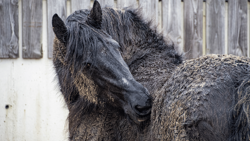 Ringworm in Horses Image