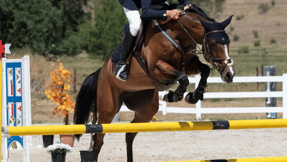 Protein for Horses: How Much Protein Do Horses Need?