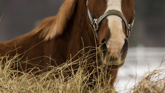 What Is Leaky Gut In Horses?