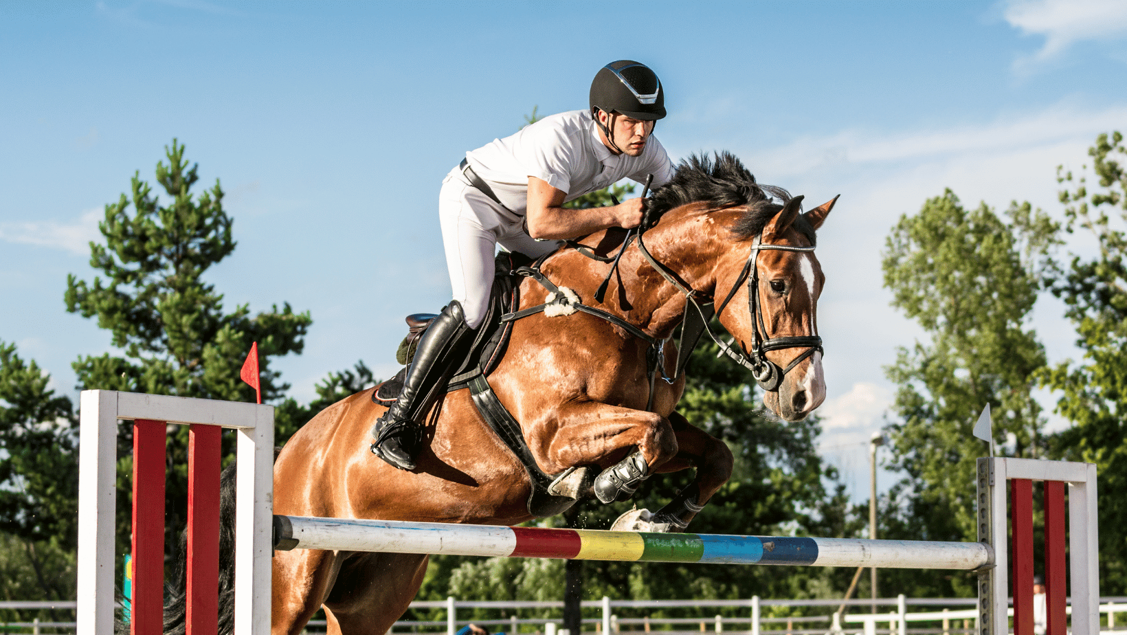 Why Your Horse's Coat Reflects Their Nutrition Image