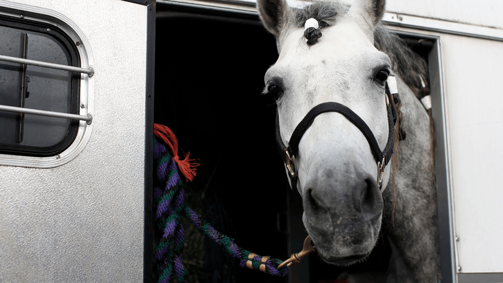 Why Does My Horse Get Anxious at Shows? Image