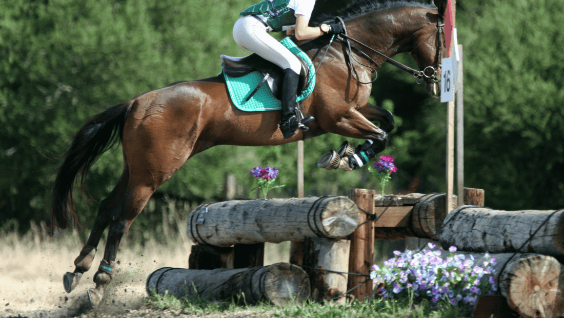 Mid-Season Nutrition for Competition Horses: Joints, Gut and Performance