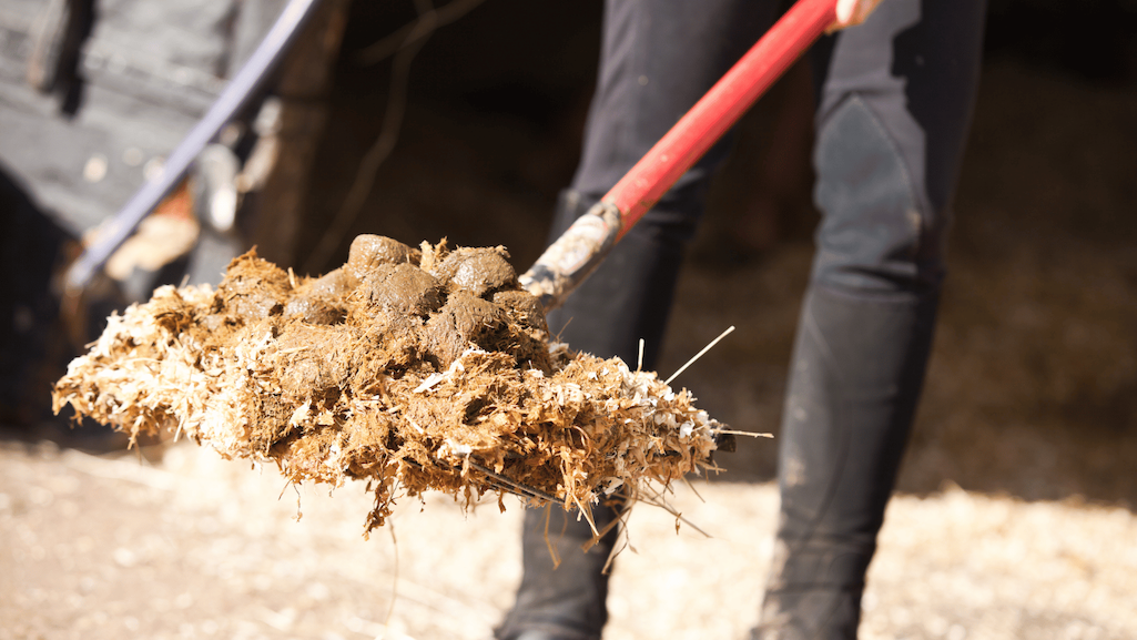 Diarrhoea in Horses Image