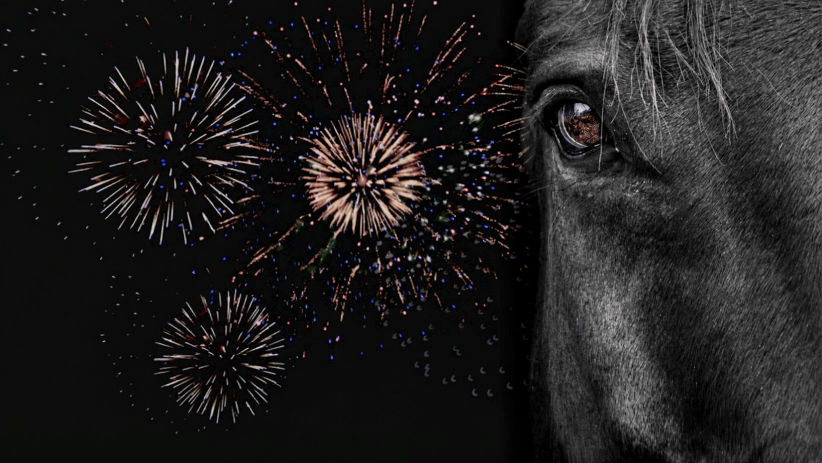 Horses and Fireworks: Your Guide to a Calmer Autumn and Winter Season Image