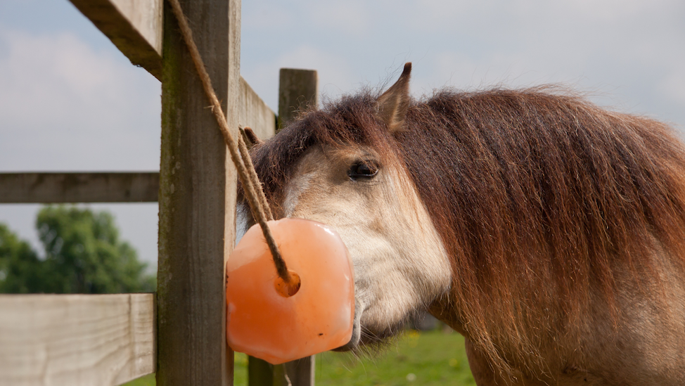 Feeding Salt to Horses Image