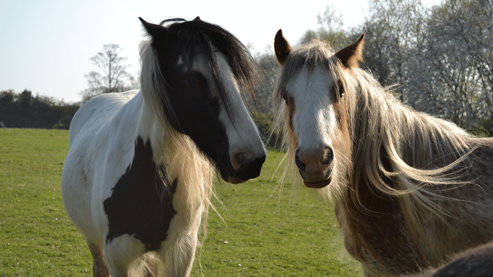 Helping Your Horse After Losing a Field Companion Image
