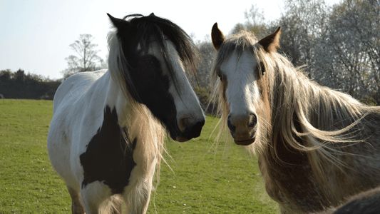 Helping Your Horse After Losing a Field Companion