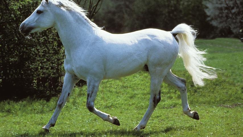 Is Your Horse's Calming Routine Still Working? A Self-Check Guide