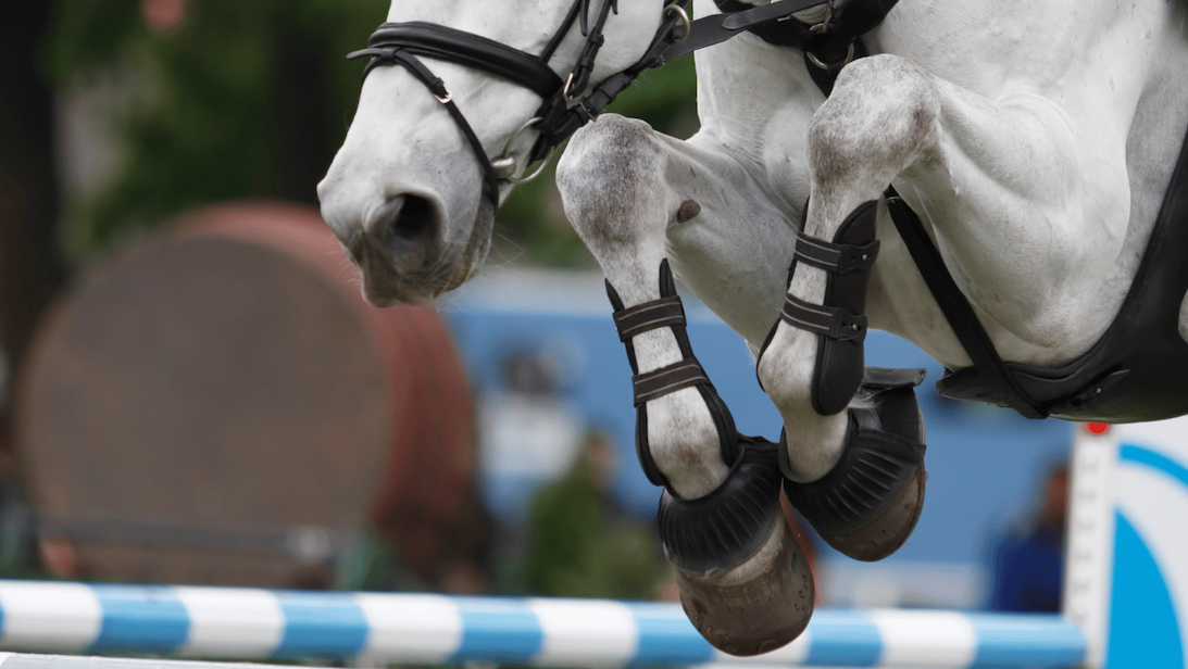 Your Guide To Horse Joint Supplements Image