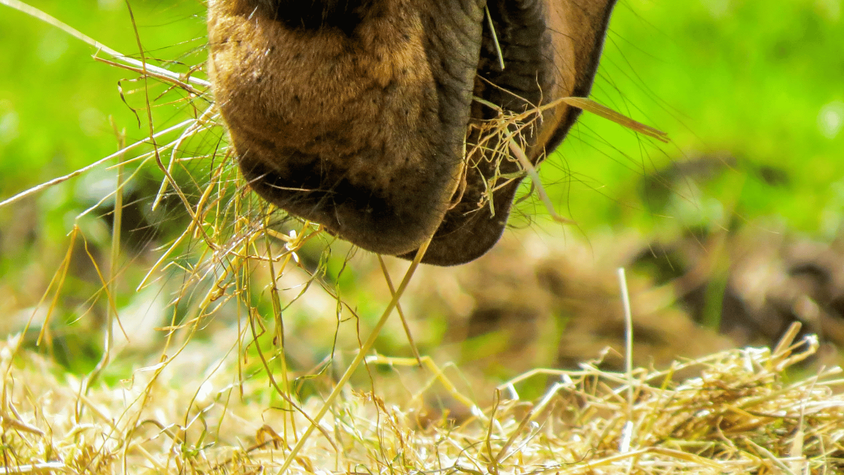 Calm From the Inside Out: How Gut Health Links to Behaviour in Anxious Horses Image
