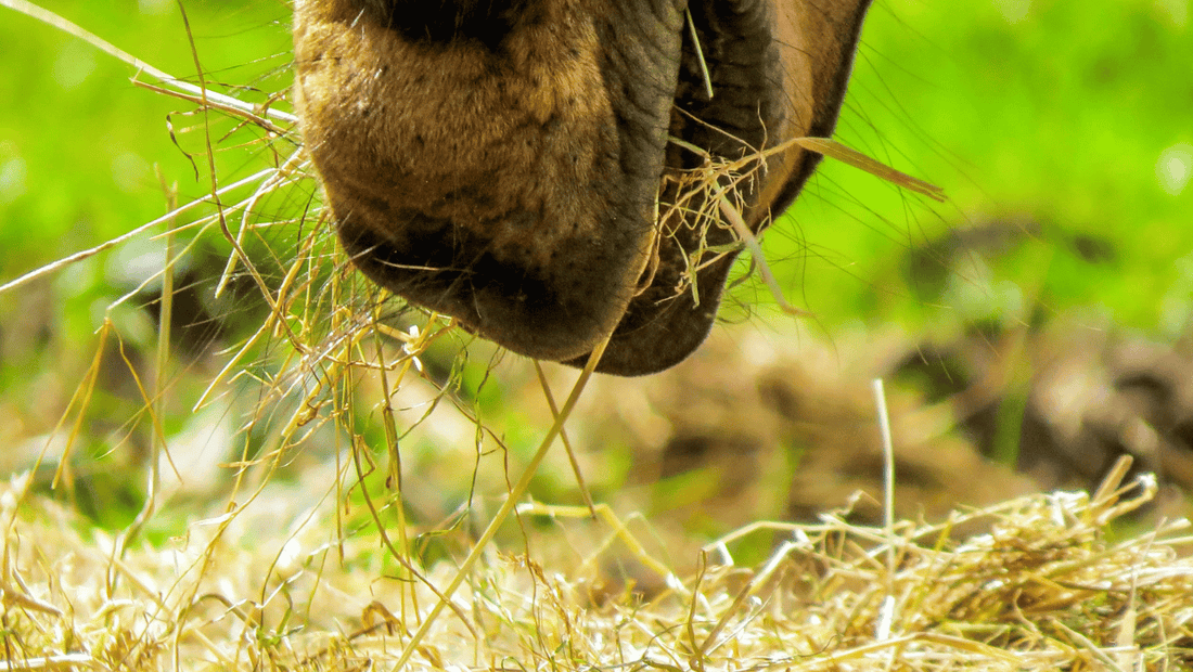 Calm From the Inside Out: How Gut Health Links to Behaviour in Anxious Horses