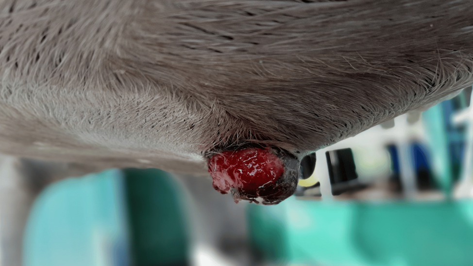 Equine Sarcoids: Causes, Treatment & Prevention