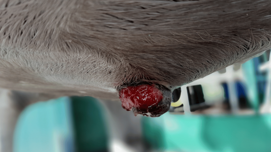 Equine Sarcoids: Causes, Treatment & Prevention