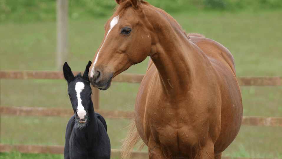 Caring for a Pregnant Mare: Nutrition, Supplements & Feeding Tips Image