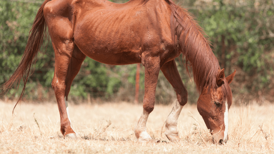 Equine Weight Loss: Causes, Solutions & How to Track It Effectively