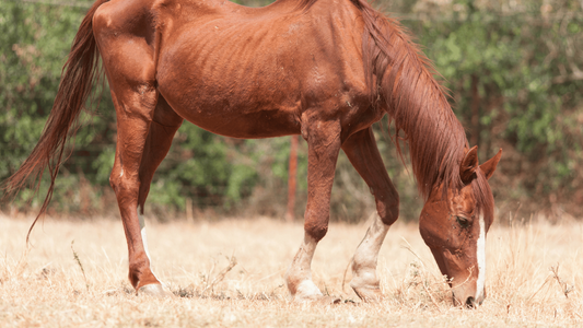 Equine Weight Loss: Causes, Solutions & How to Track It Effectively