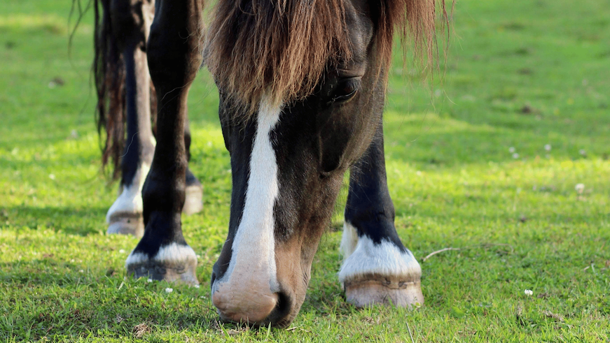Grass Sickness in Horses: Symptoms, Causes, Treatment & Prevention