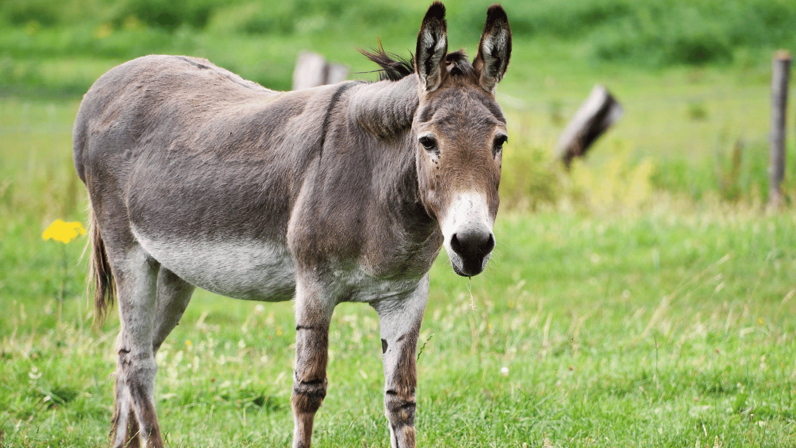 Feeding Donkeys: Best Donkey Feed, Supplements & What Not to Feed Guide Image