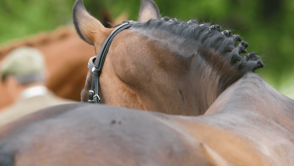 Kissing Spine in Horses: Symptoms, Causes, and Treatment Image