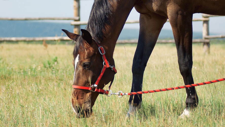 Understanding Sugar in Your Horse's Diet: A Guide to Healthy Feeding Practices