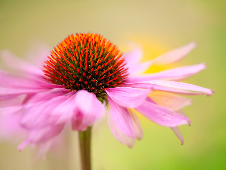 Extraordinary Echinacea Image