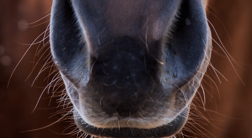 Horse Sinuses