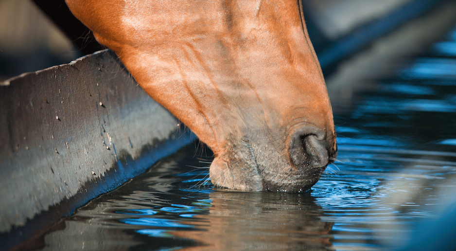 Dehydration in Horses Image