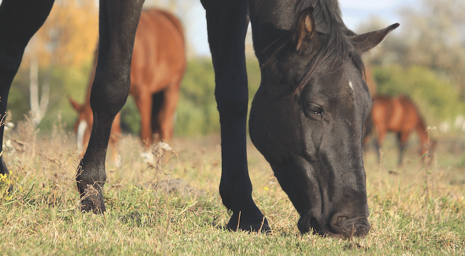 Why Horses Shouldn't Only Eat Grass Image