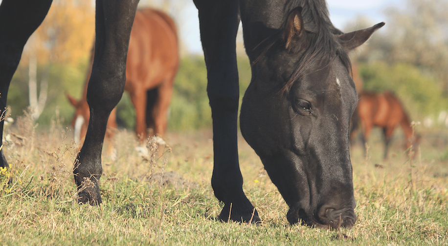 Why Horses Shouldn't Only Eat Grass