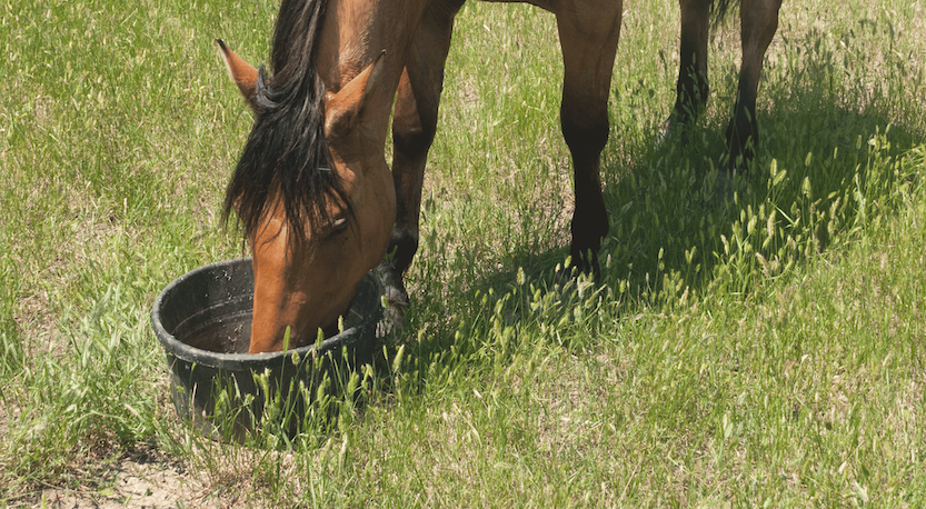 How To Ensure Your Horse Gets The Most Nutrition From Feeding Image