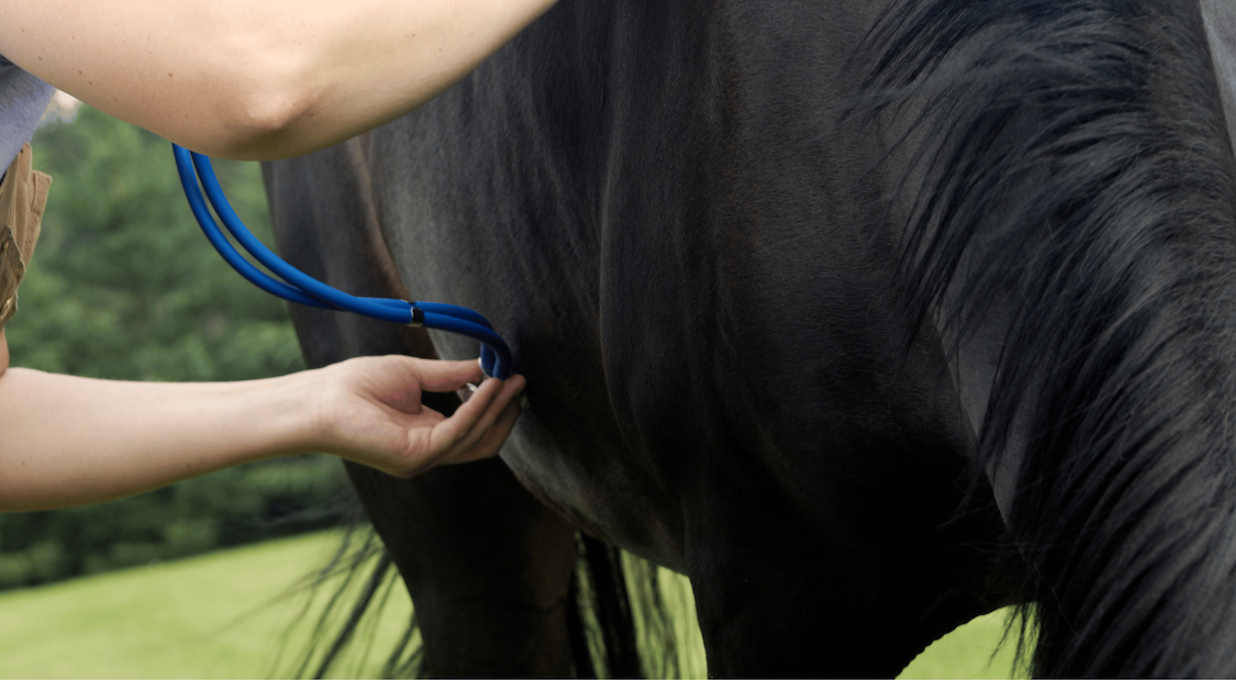 Pneumonia in Horses Image