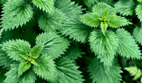 Humble Nettle Image