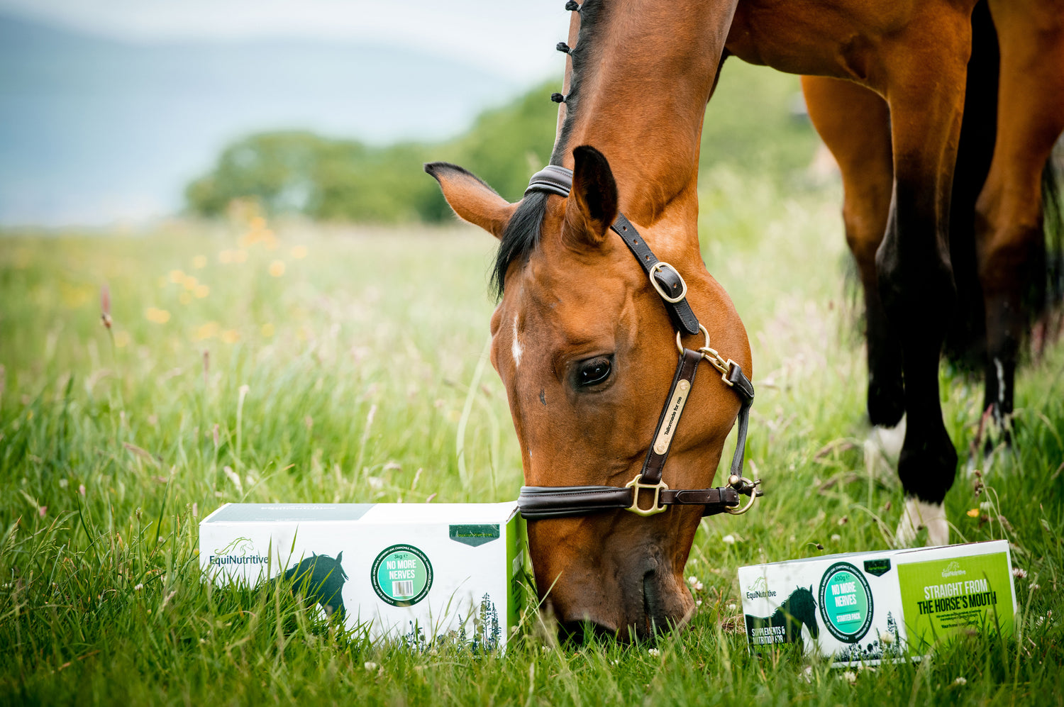 Powerful & Purifying Peppermint for Horses Equinutritive